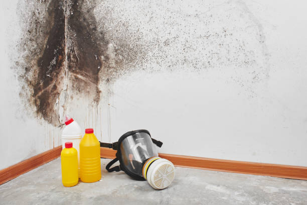 Best Office Mold Removal Services  in Prospect Park, NJ