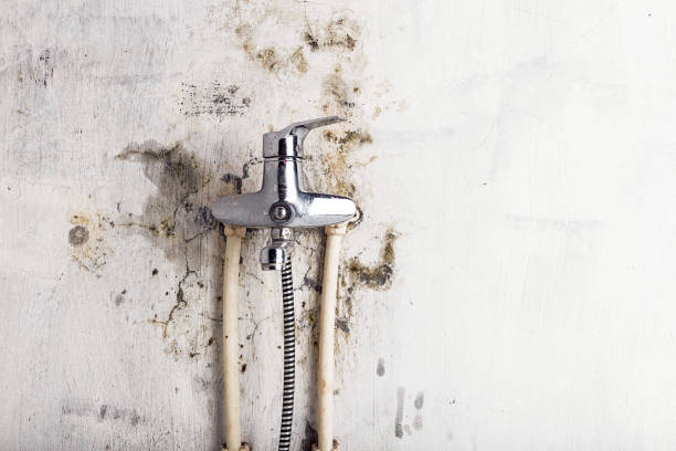Best Black Mold Removal  in Prospect Park, NJ