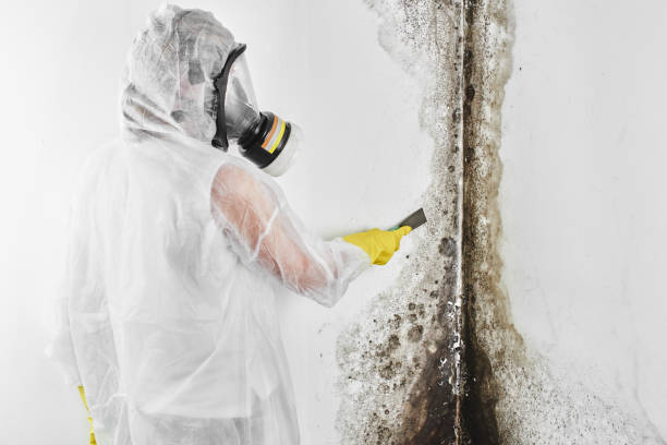 Best Crawl Space Mold Removal  in Prospect Park, NJ