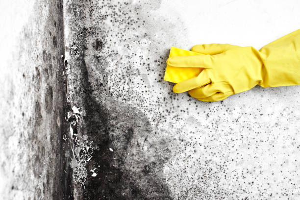 Best Fast Mold Removal  in Prospect Park, NJ