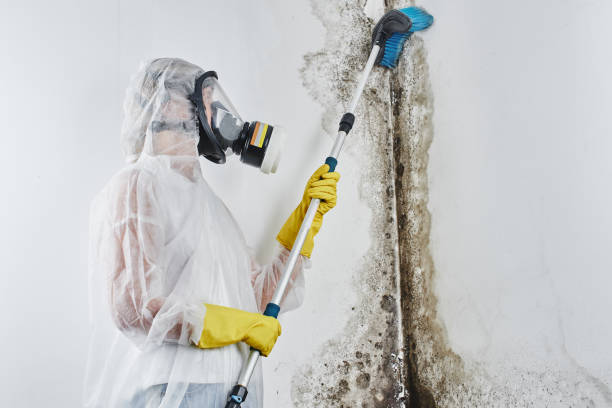 Best Emergency Mold Removal  in Prospect Park, NJ