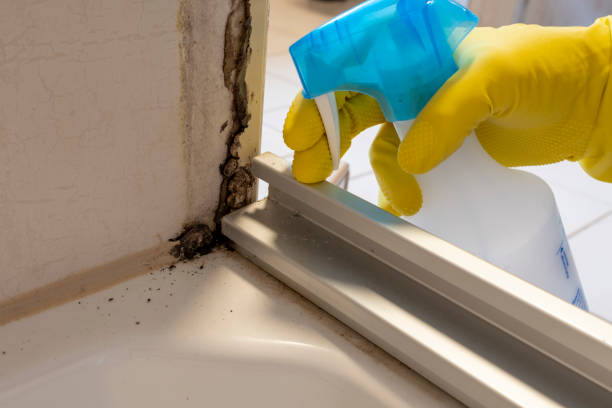 Best Mold Damage Repair  in Prospect Park, NJ