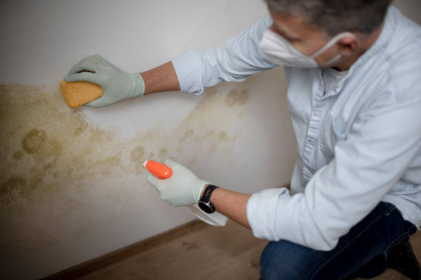 Best Mold Cleaning Services  in Prospect Park, NJ