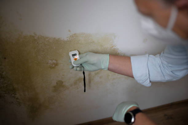 Best Residential Mold Removal  in Prospect Park, NJ