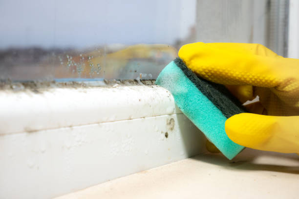 Best Toxic Mold Removal  in Prospect Park, NJ