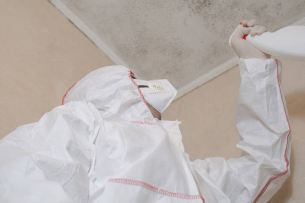 Best Best Mold Removal Companies  in Prospect Park, NJ