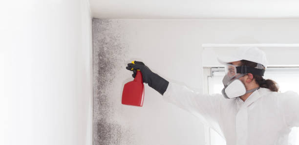 Best Local Mold Removal Service  in Prospect Park, NJ