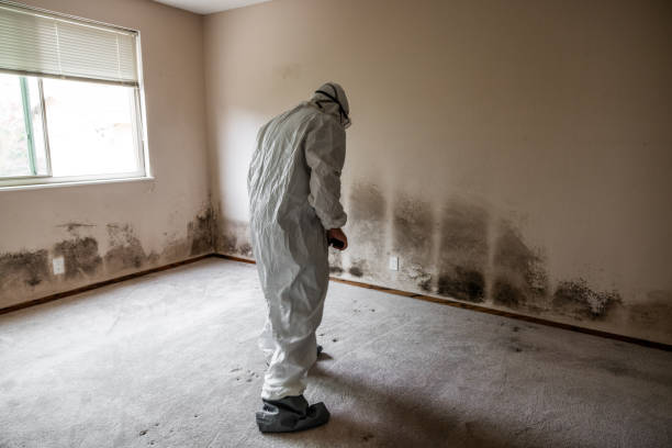 Best Mold Cleaning Services  in Prospect Park, NJ
