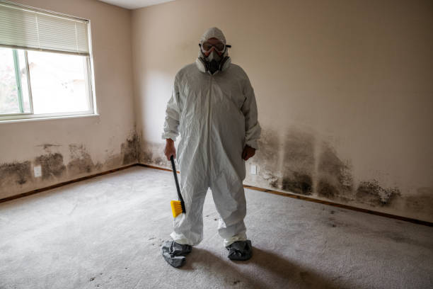 Best Certified Mold Removal  in Prospect Park, NJ