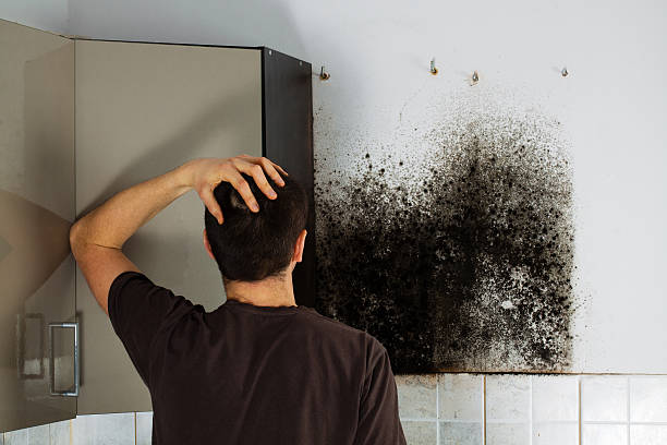 Best Commercial Mold Removal  in Prospect Park, NJ