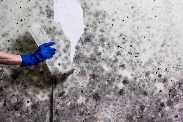 Best Mold Testing  in Prospect Park, NJ
