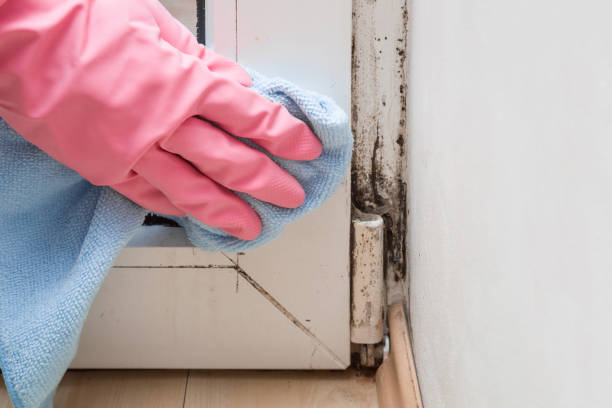 Professional Mold Removal in Prospect Park, NJ